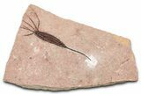 Fossil Eocrinoid (Ascocystites) - El Kaid Rami, Morocco #376458-1